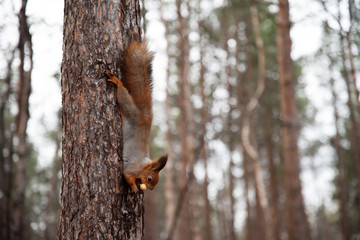 Squirrel sitting on the tree in forest or public park.