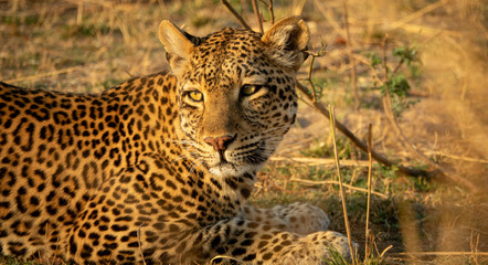 Closeup of leopard laid down looking to the horizon