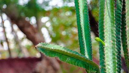 Cactus in the pot