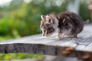 kitty cat in the garden