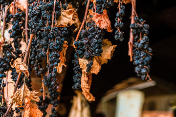 Red grapes drying bunch with dry leaves 