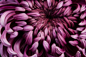 Close up of chrysanthemum blooming in autumn - obrazy, fototapety, plakaty
