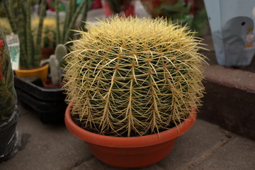 cactus in an orange pot
