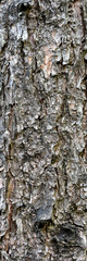 Bark