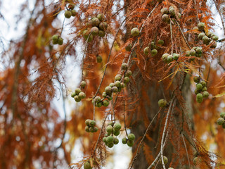 Metasequoia glyptostroboides | Dawn redwood bearing cones and autumn foliage with golden needles