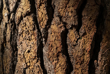 Bark Texture at Kings Canyon National Park