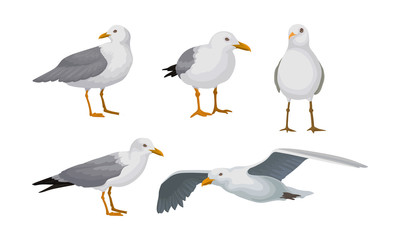 Grey Seagulls Stand In Different Poses And Fly Vector Illustraion Set