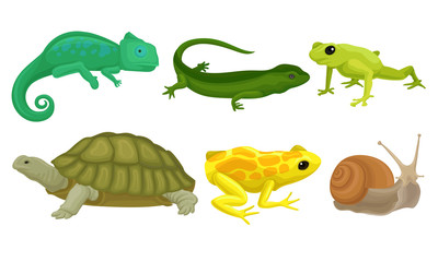 Cold-blooded Animals, Amphibians And Reptiles, Lizards, Snail Vector Illustration Set Isolated On White Background