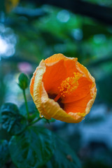 a close up photo of Gumamela flower