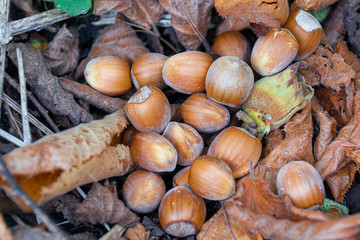 Hazelnuts on dry fallen leaves in the forest. Selective focus.