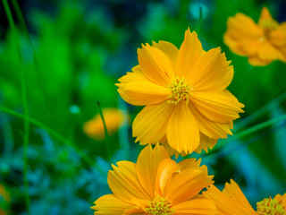Colse up photo of yelow petal flower