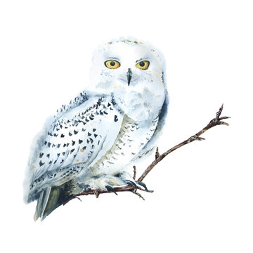 Watercolor white polar owl isolated, Arctic bird. North fauna Illustration. Poster, wall-art. Scandinavian style. Winter prints. 