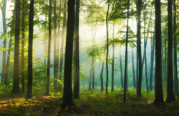 Fototapeta premium Beautiful morning in the forest