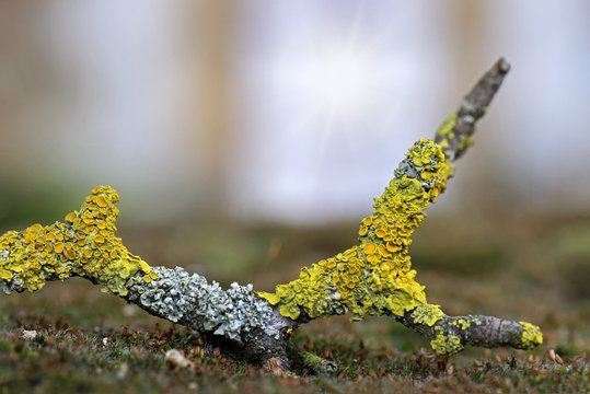 Flechten, Baumflechten