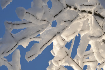 Wintermotiv mit gefrorenem Schnee auf Ästen vor blauem Himmel