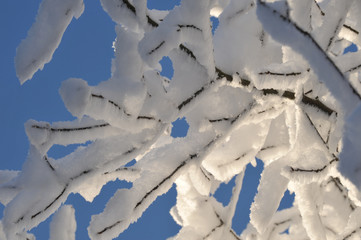 Wintermotiv mit gefrorenem Schnee auf Ästen vor blauem Himmel