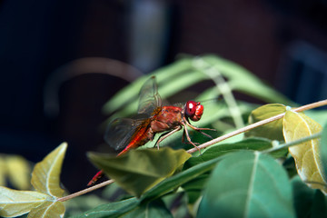 red dragonfly on green leaves