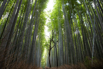 arashiyama bamboo forest travel destination in japan kansai