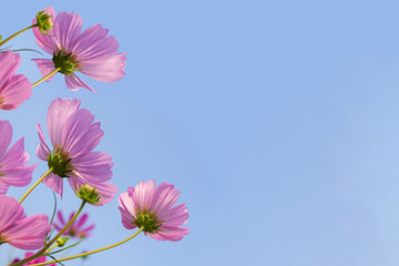pink cosmos flowers blooming on blue sky background