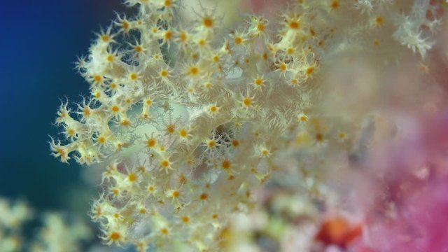 Detail of a soft coral (Dendronephthya) with its polyps, WAKATOBI, Indonesia