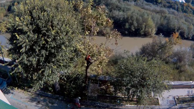 Benevento - Time lapse i una potatura di albero
