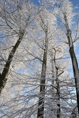 Winterlandschaft im Wald,   Bäume von Schnee bedeckt in hellem Sonnenschein vor blauem Himmel
