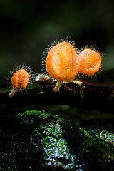Feathered Mushroom in the Tropical Forest of  Thailand