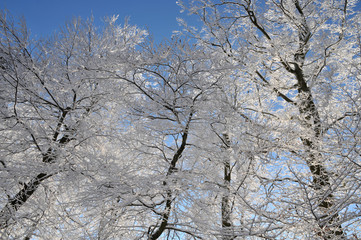 Winterlandschaft im Wald,   Bäume von Schnee bedeckt in hellem Sonnenschein vor blauem Himmel