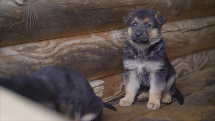 East European Shepherd Dog puppy sits and freezes. A lonely shepherd puppy freezes in the street. Portrait of a miserable puppy dog outside on the street.