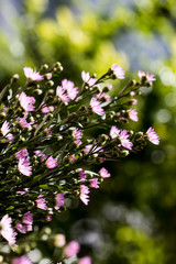 Macro close-up bouquet of the blooming buds of Aster amellus. Little lilac flowers with beautiful blossom on blurry background. Fresh foliage with natural blurry background.