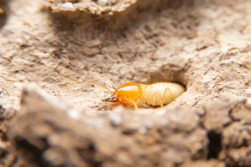 Termites in the nest on a white background. Small animals are dangerous for habitat.Work termites are leaving the nest on the ground.