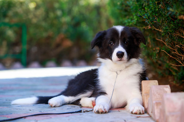 Dog breed Border Collie