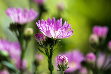 Macro close-up bouquet of the blooming buds of Aster amellus. Little lilac flowers with beautiful...