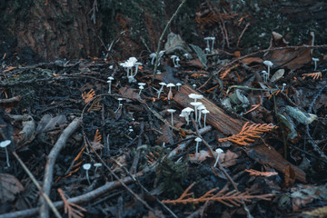 Pilz