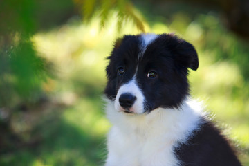 Dog breed Border Collie