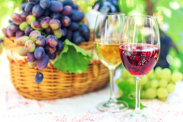 Red and white wine in glasses in the summer against a background of ripe grapes.