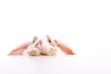 Fototapeta na wymiar Cute little orange and white color bunny rabbit rabbit peeps out from behind a table on white background - animals and pets concept. Copyspace