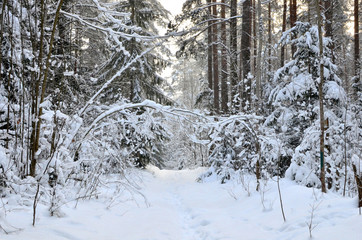 Awesome winter landscape. A snow-covered path among the trees in the wild forest. Winter forest. Forest in the snow.