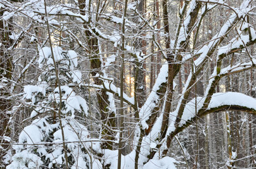 Fototapeta premium Awesome winter landscape. A snow-covered path among the trees in the wild forest. Winter forest. Forest in the snow.