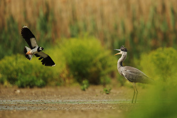 Lapwing attacking the Great Heron on bottom of lake
