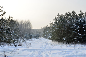 Awesome winter landscape. A snow-covered path among the trees in the wild forest. Winter forest. Forest in the snow.