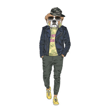 Humanized boxer breed dog dressed up in modern city outfits. Design for dogs lovers. Fashion anthropomorphic doggy illustration. Animal wear leather jacket, jogging pants, hoodie and sunglasses. Hand