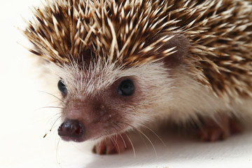  african pygmy hedgehog isolated on white background © dwi