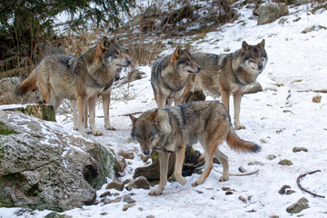 Wolves on snow