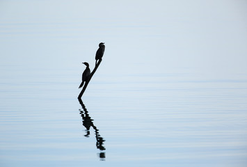 Pygmy cormorant pair over the surface