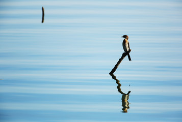 Pygmy cormorant over the lake Kerkini