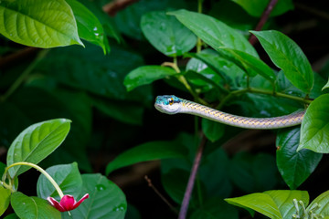 Close up of a beautiful Parrot snake surrounded by green leaves, Pantanal Wetlands, Mato Grosso, Brazil