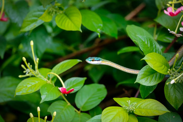 Beautiful Parrot snake surrounded by green leaves, Pantanal Wetlands, Mato Grosso, Brazil