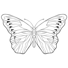 Indonesia exotic Butterfly Hebomoia Leucippa.  illustration