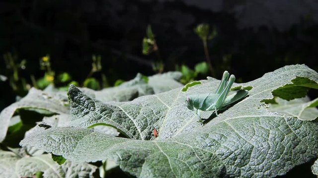 A giant gray bird grasshopper moves slowly toward the center of a huge hollyhock leaf. It walks away from the huge chunk of leaf that it has devoured. The hands of gardener reach in and grab the pest.